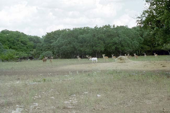 Wildlife on the Kyle ranch