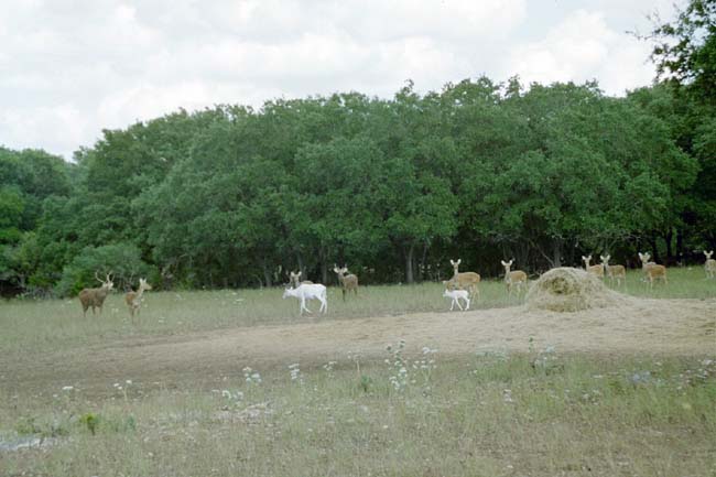 Exotic wildlife on the Kyle Ranch