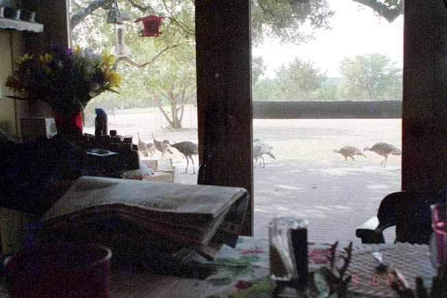 Wild turkey eating on the Kyle's patio.