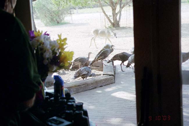 Wild turkey and deer